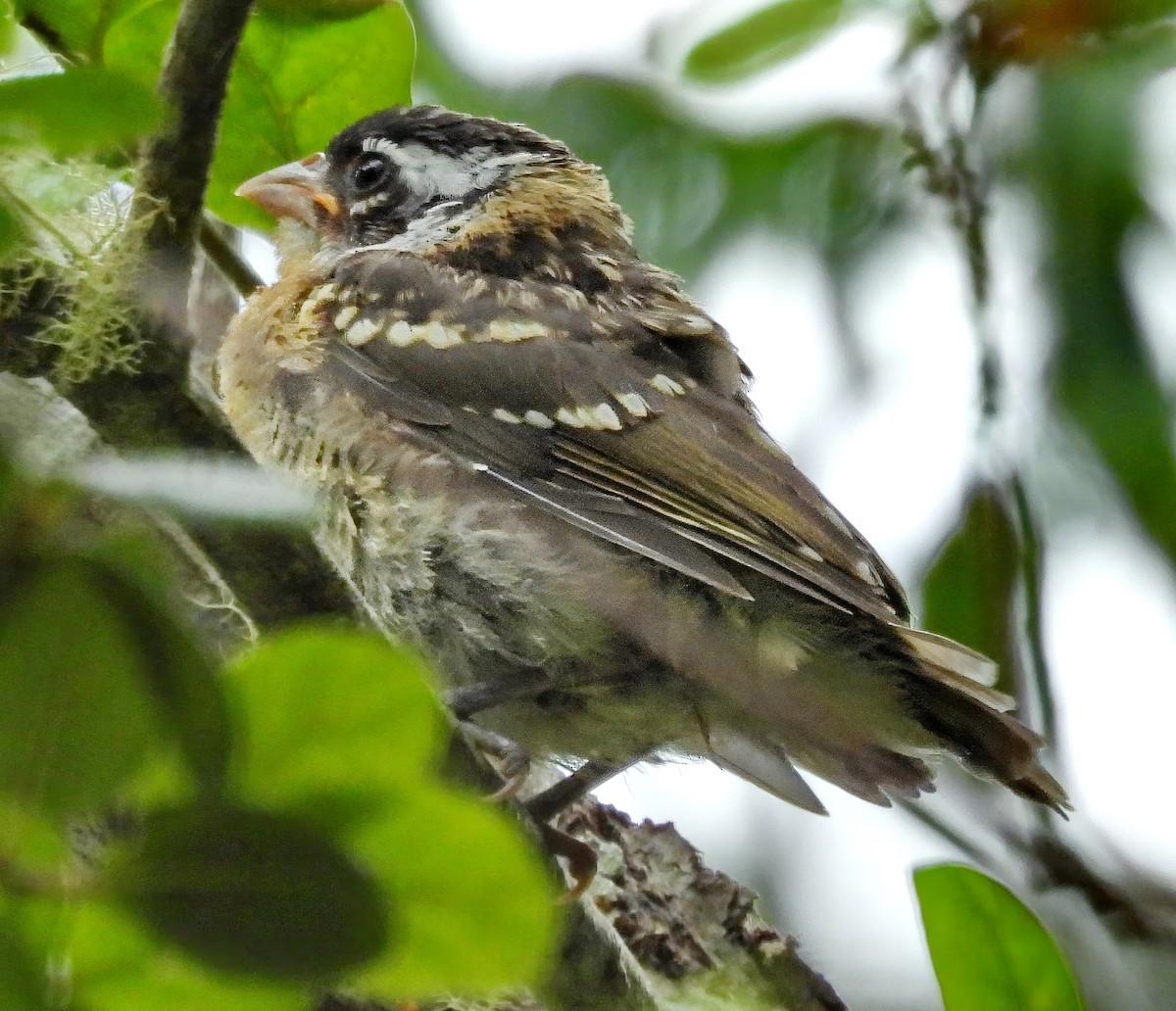 Black-headed Grosbeak - ML638036808