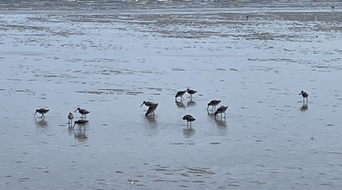 Short-billed Dowitcher - ML638036830