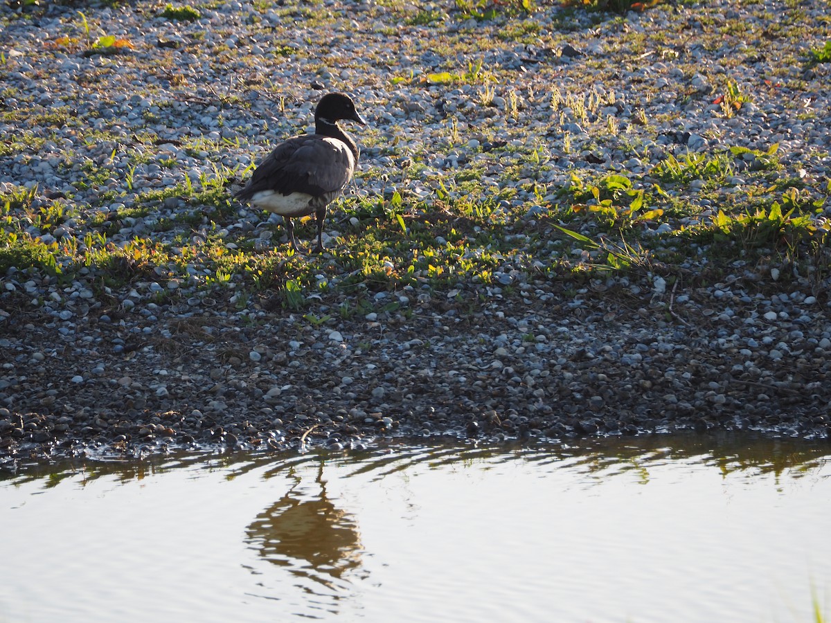 Brant (Dark-bellied) - ML638036833
