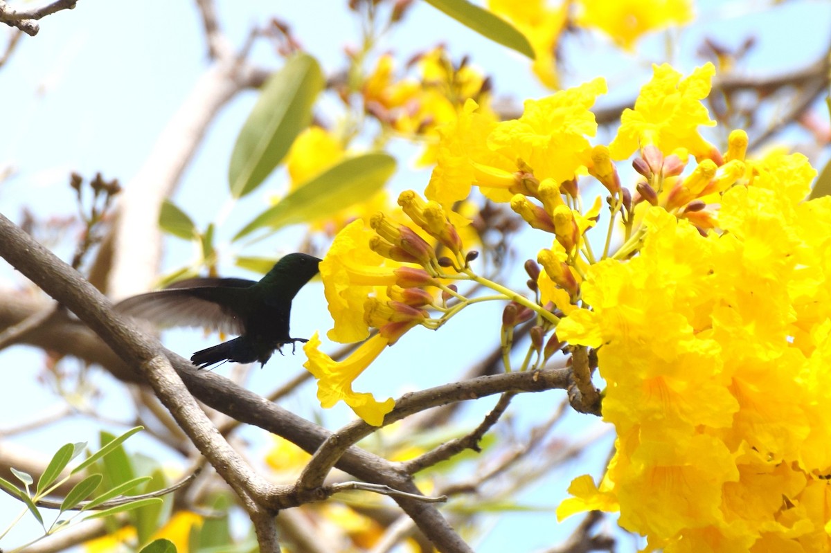 Green-throated Carib - ML638036834