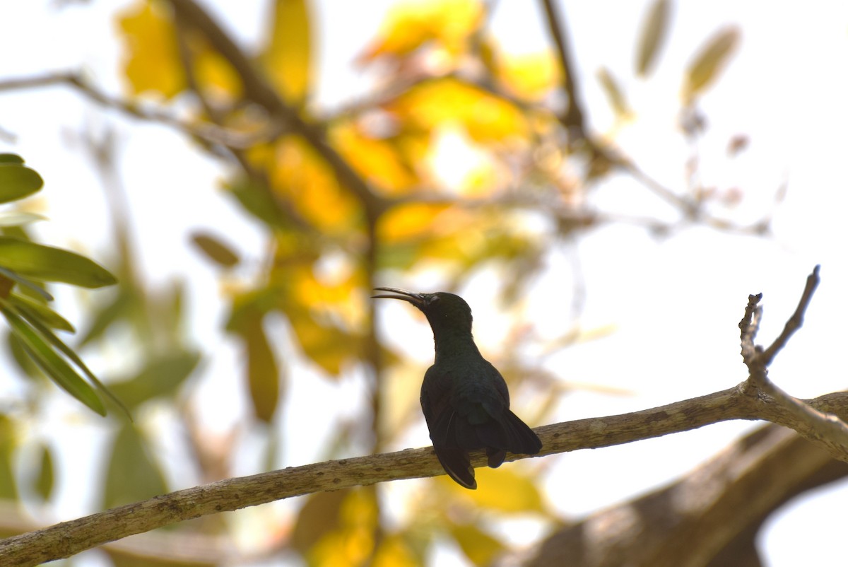 Green-throated Carib - ML638036835