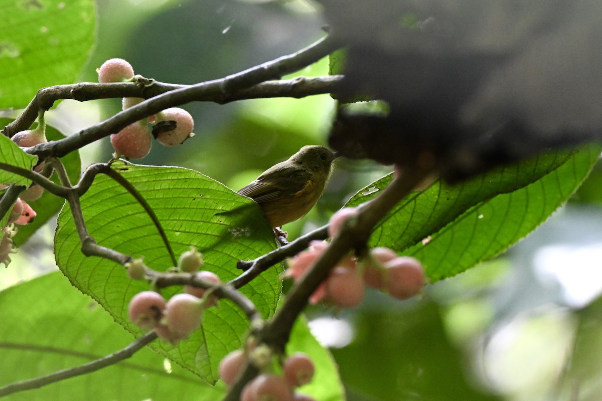 Ochre-bellied Flycatcher - ML638036872