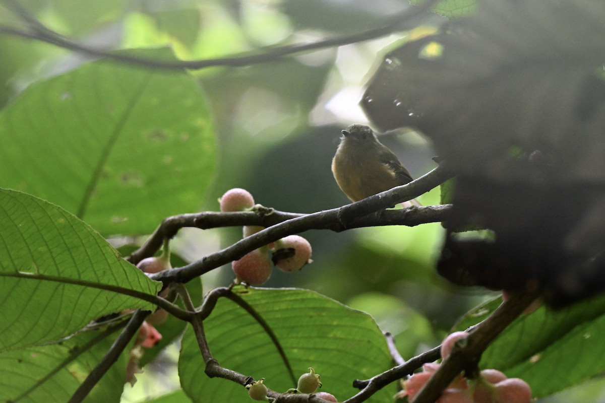 Ochre-bellied Flycatcher - ML638036895