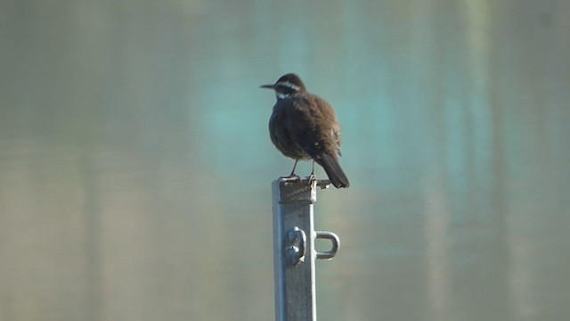 Dark-bellied Cinclodes - ML638036898