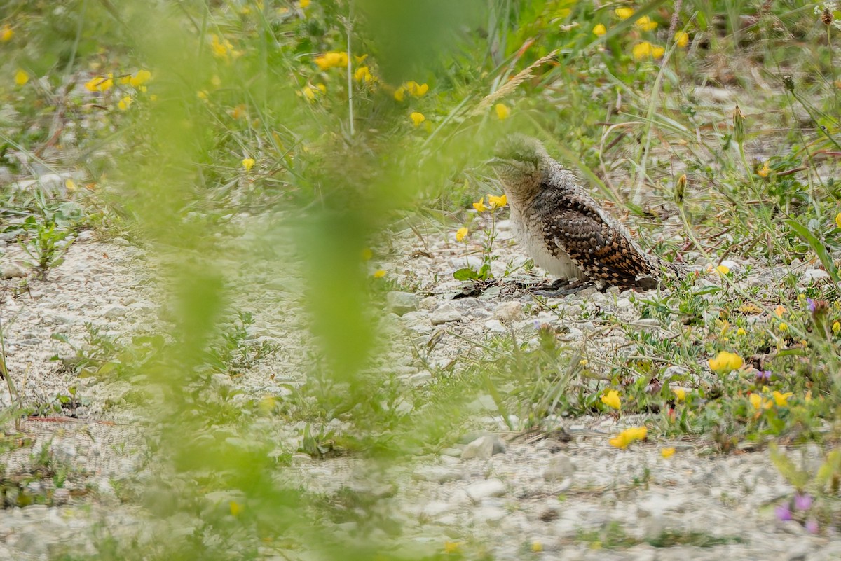 Eurasian Wryneck - ML638036900