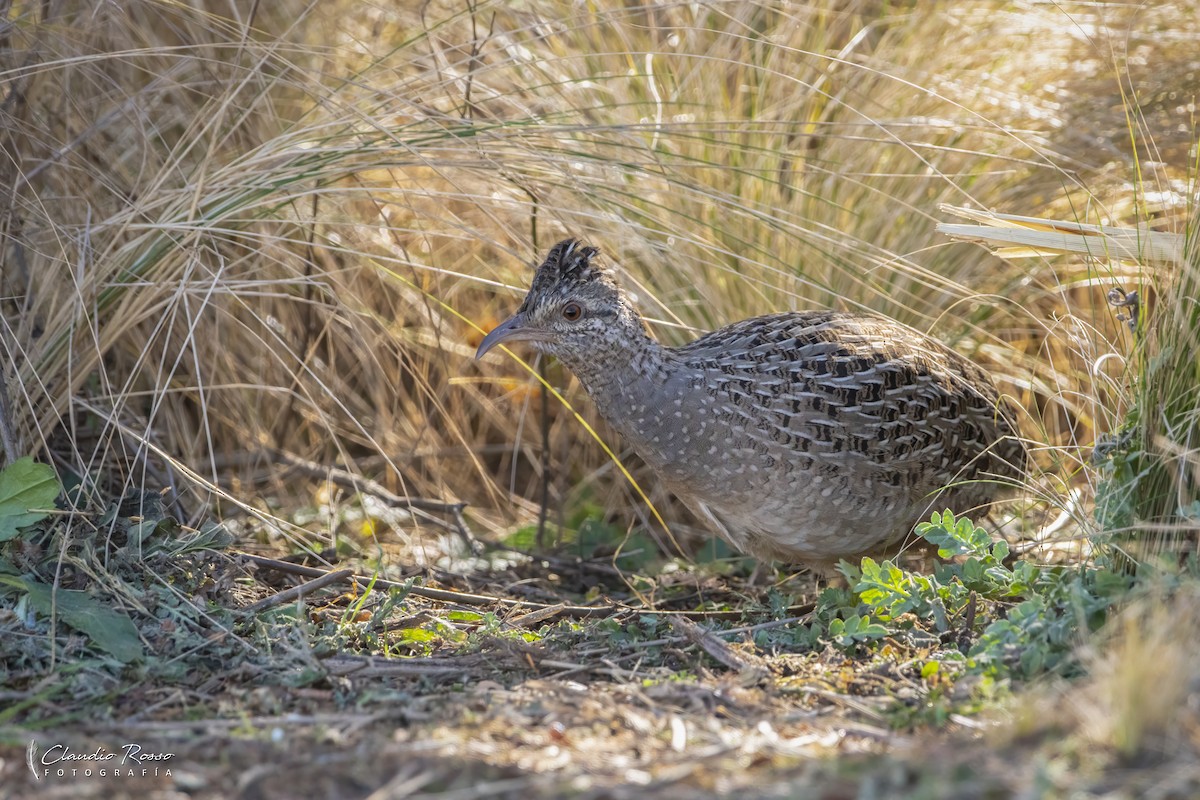 Andean Tinamou - ML638036920