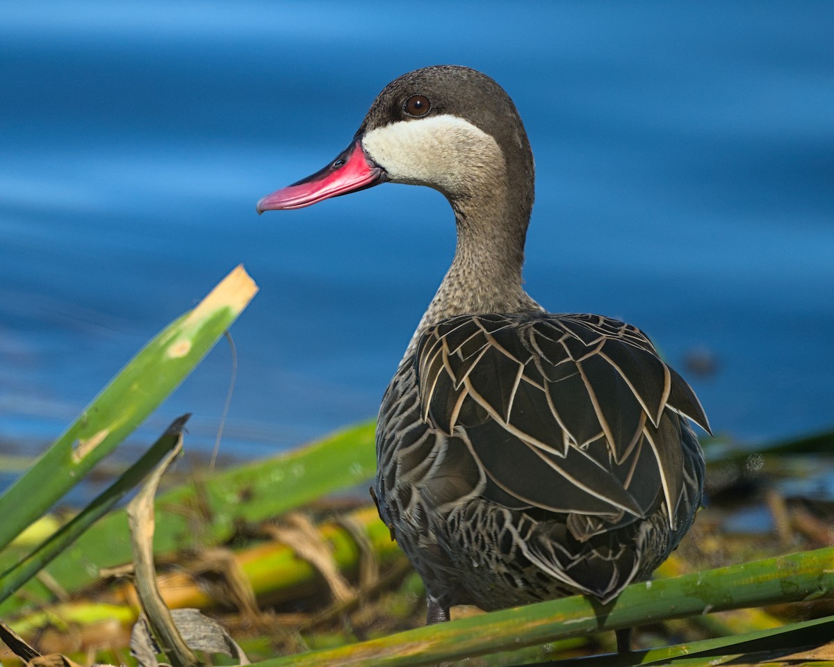Red-billed Duck - ML638036921