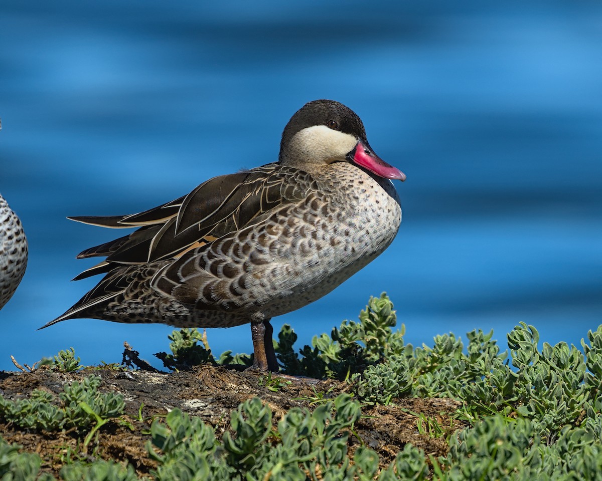Red-billed Duck - ML638036922