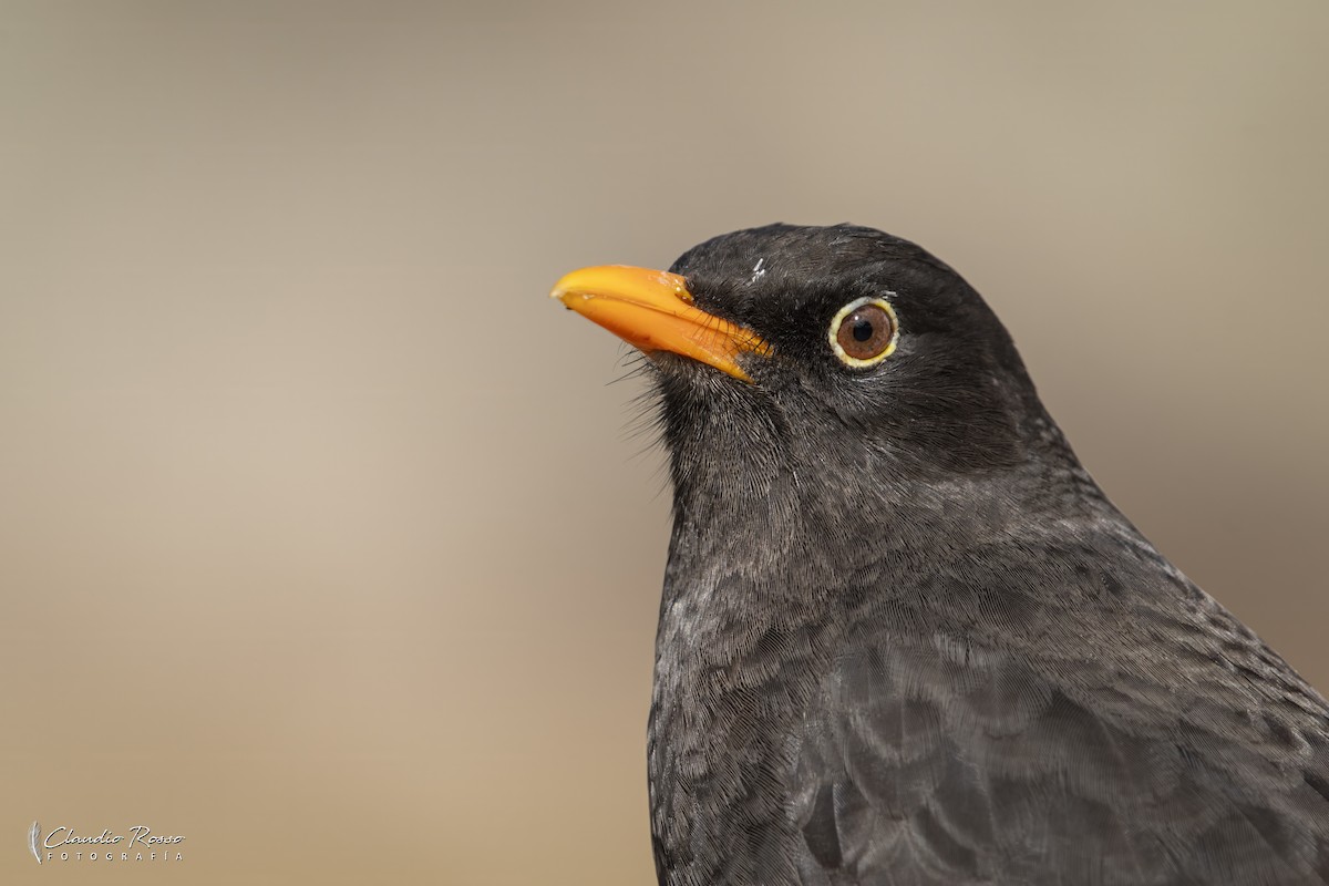 Chiguanco Thrush - ML638036929