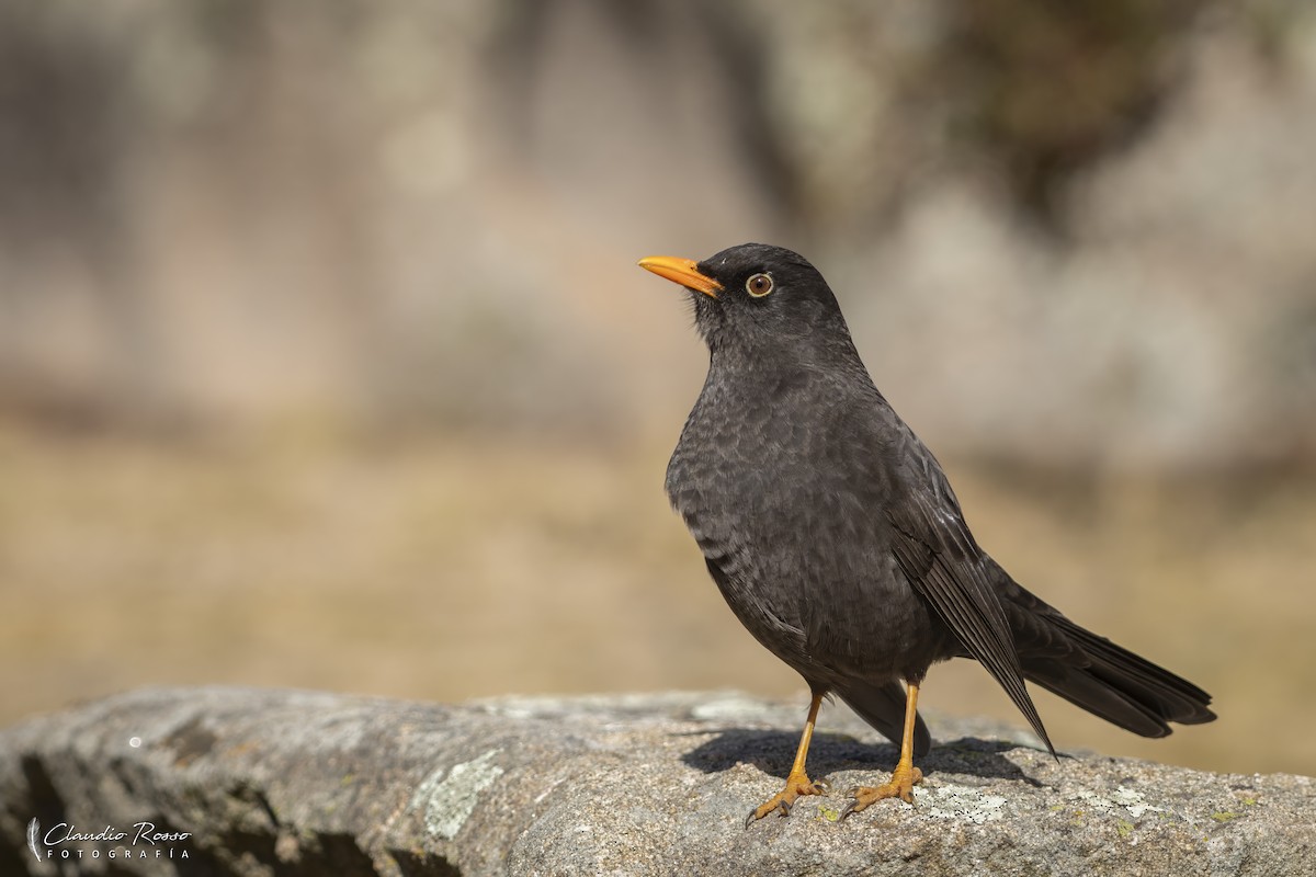 Chiguanco Thrush - ML638036930