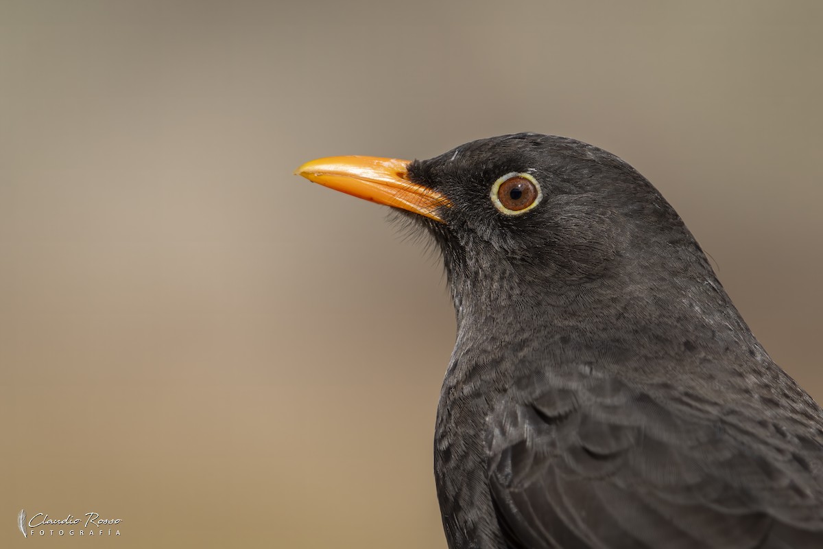 Chiguanco Thrush - ML638036931
