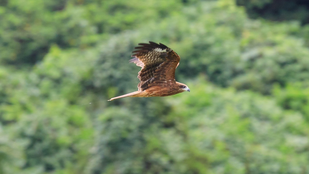 Black Kite (Black-eared) - ML638036968