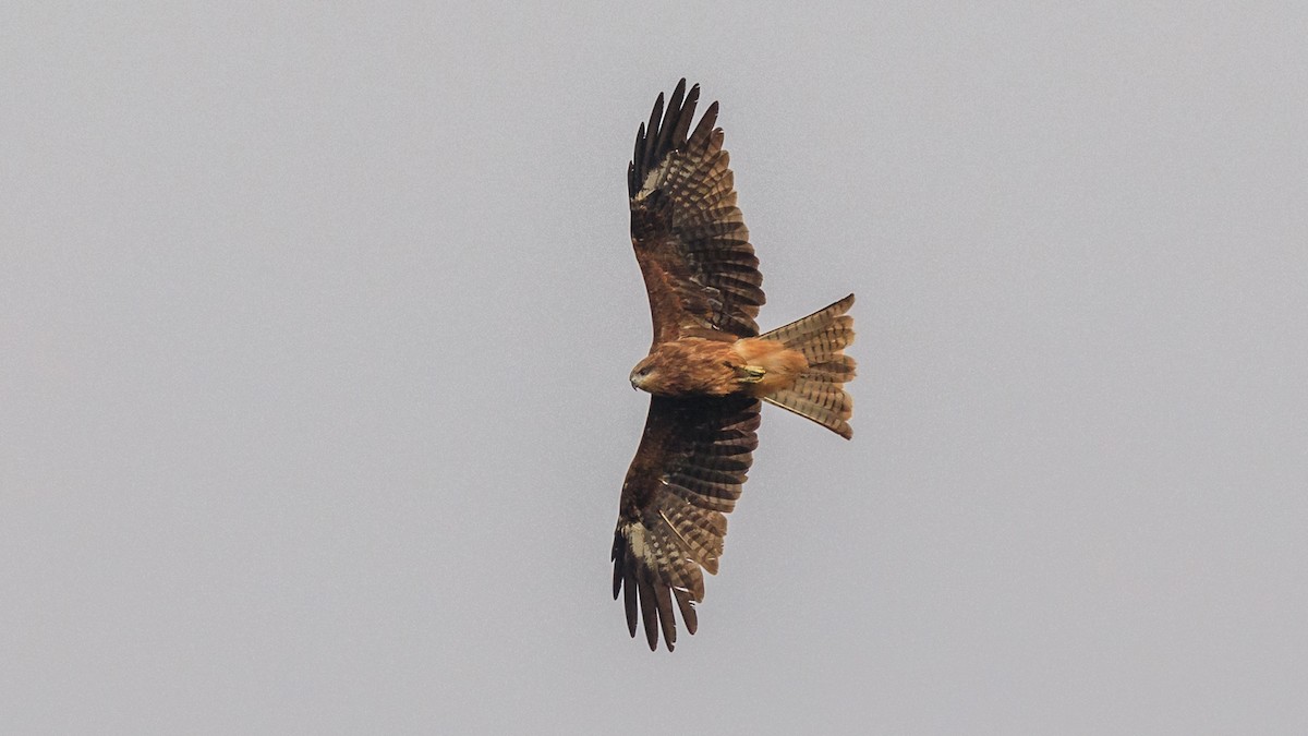 Black Kite (Black-eared) - ML638036978