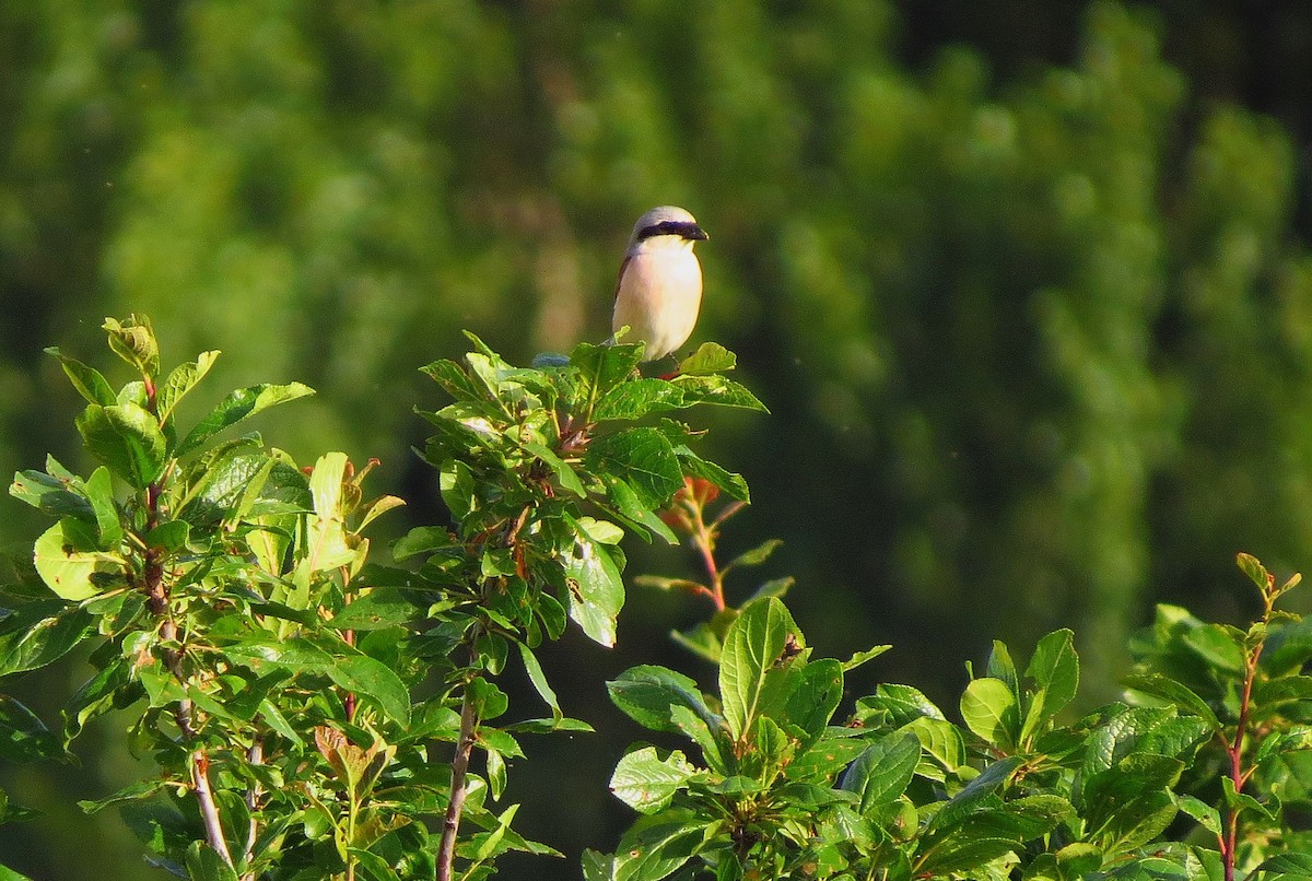 Red-backed Shrike - ML638037005