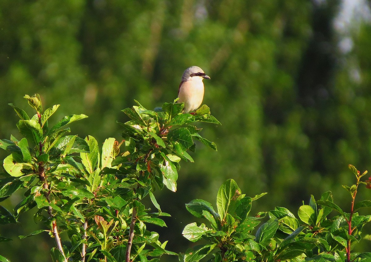 Red-backed Shrike - ML638037006