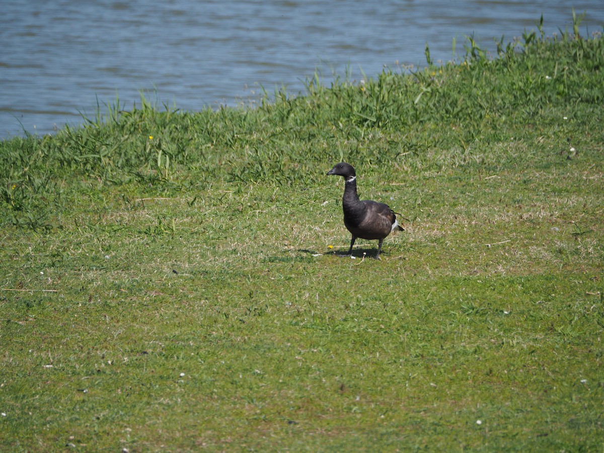 Brant (Dark-bellied) - ML638037010