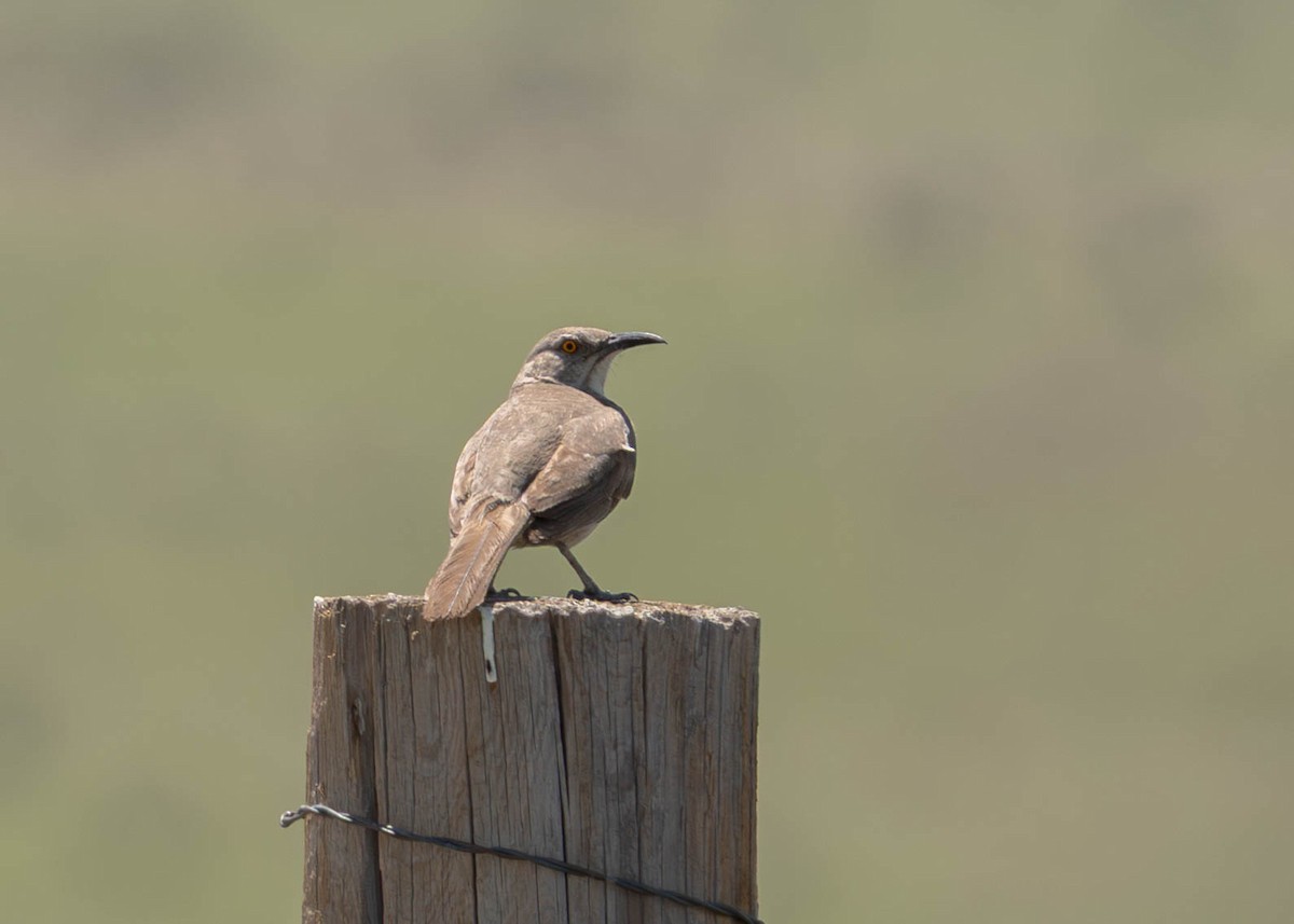 Curve-billed Thrasher - ML638037025