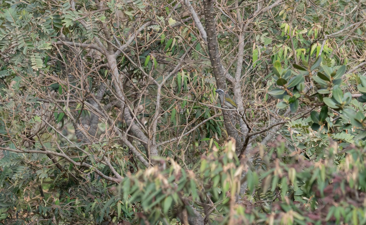 Green-winged Saltator - ML638037064