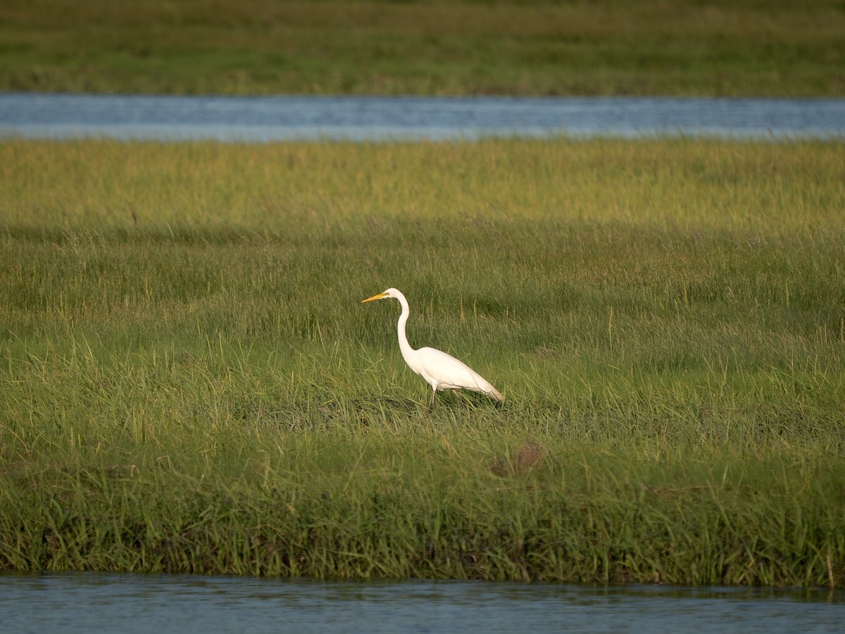 Great Egret - ML638037067
