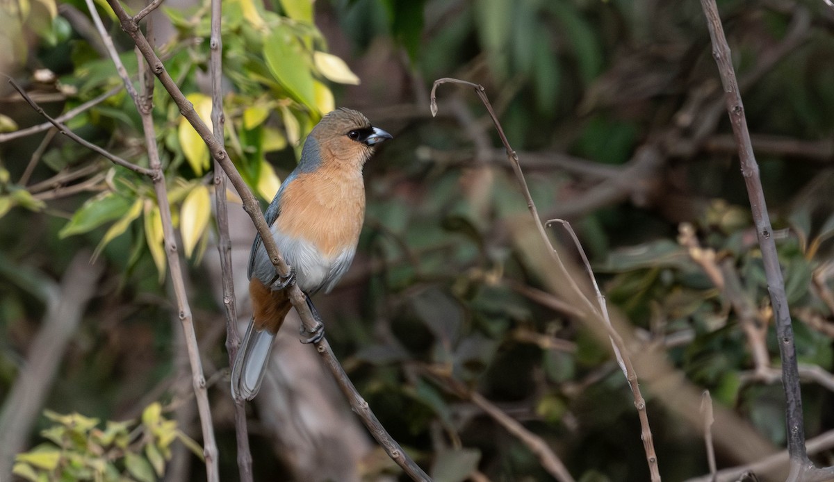 Cinnamon Tanager - ML638037085