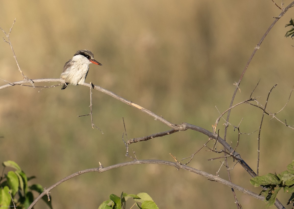 Striped Kingfisher - ML638037098