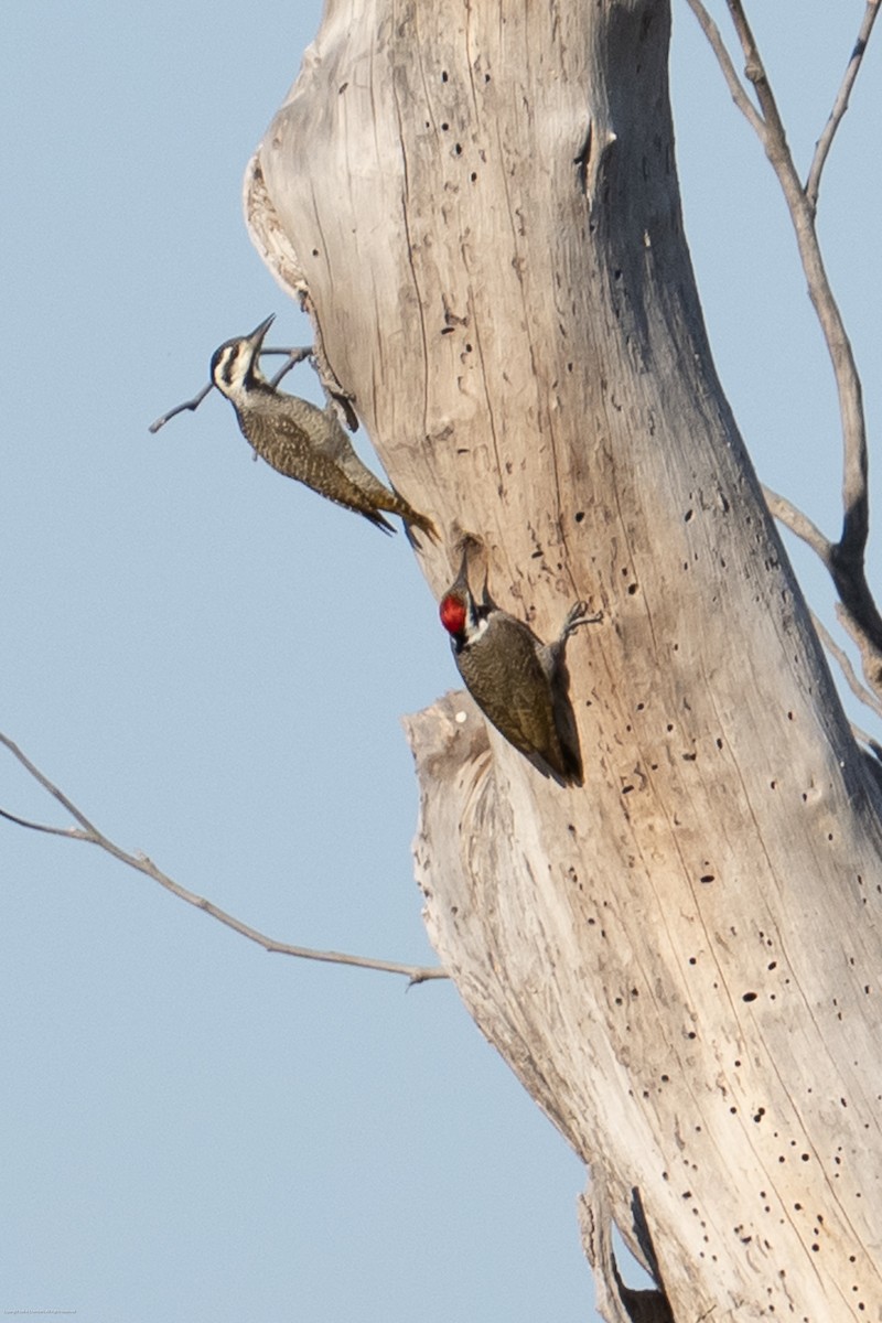 Bearded Woodpecker - ML638037126