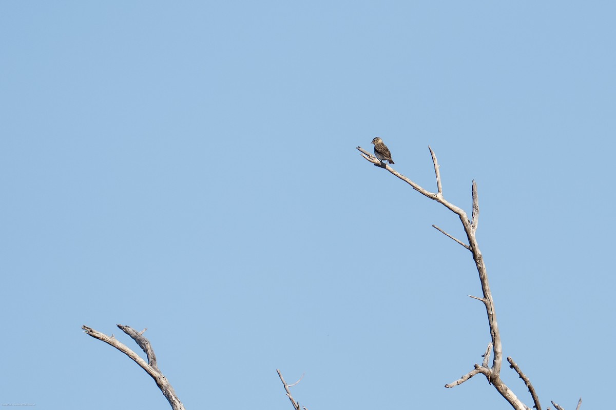 Village Indigobird - ML638037145