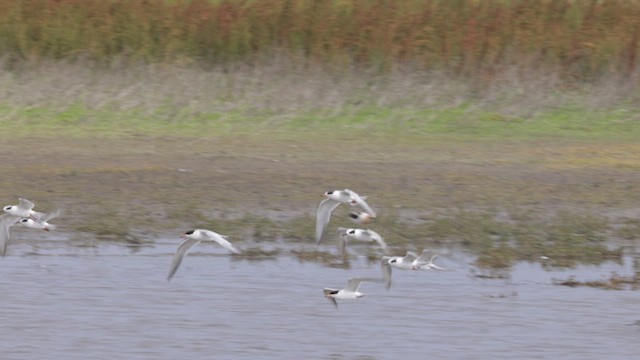 Forster's Tern - ML638037147