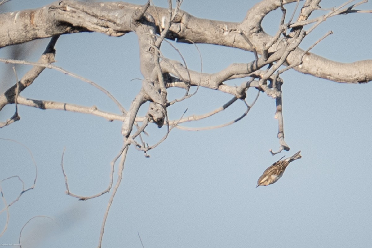 Yellow-throated Bush Sparrow - ML638037152
