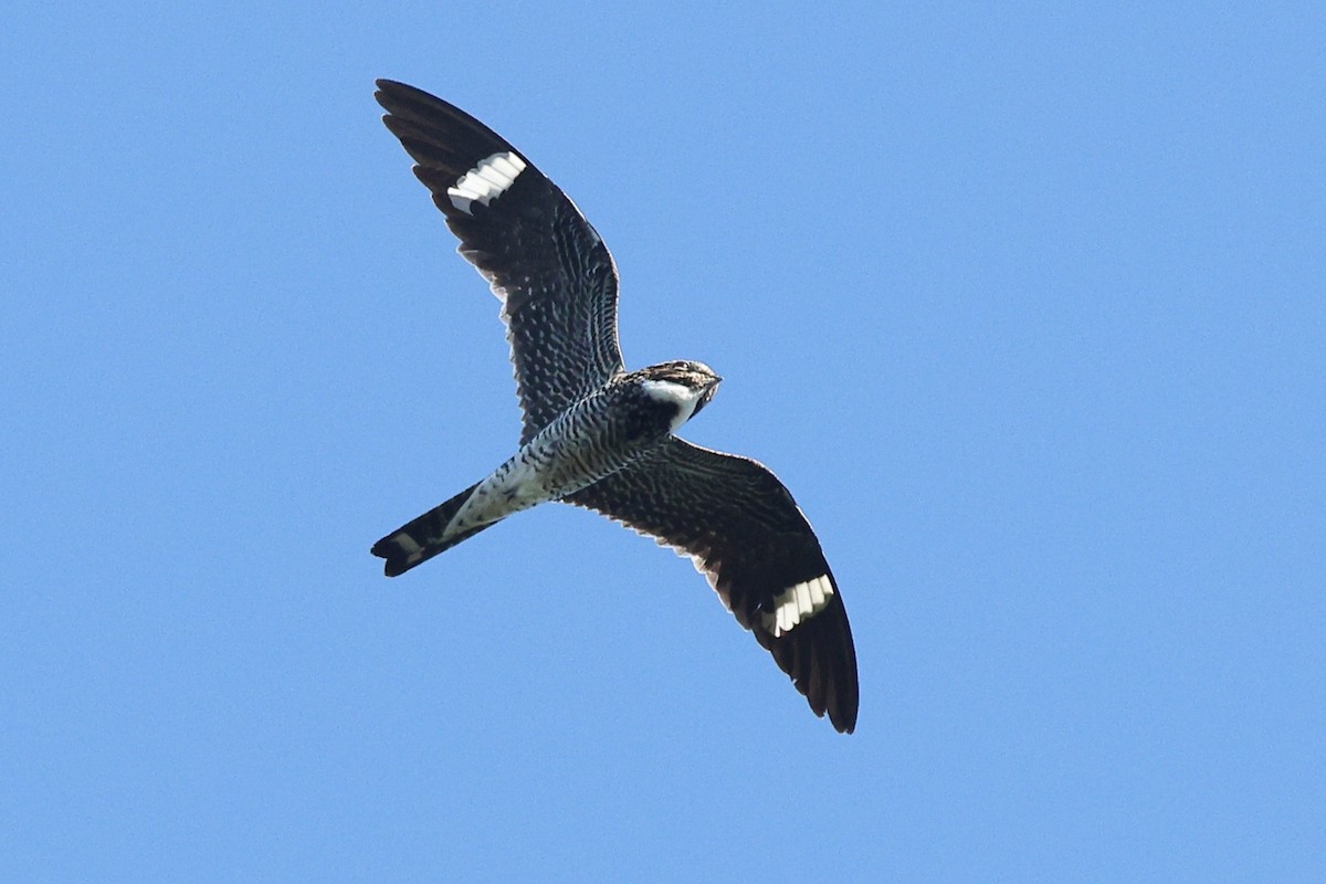 Common Nighthawk - ML638037154