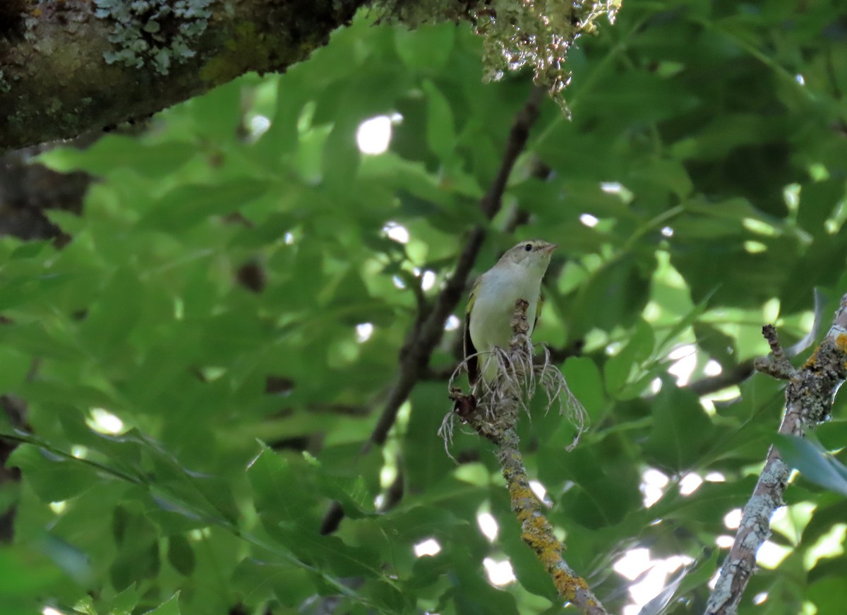 Western Bonelli's Warbler - ML638037155