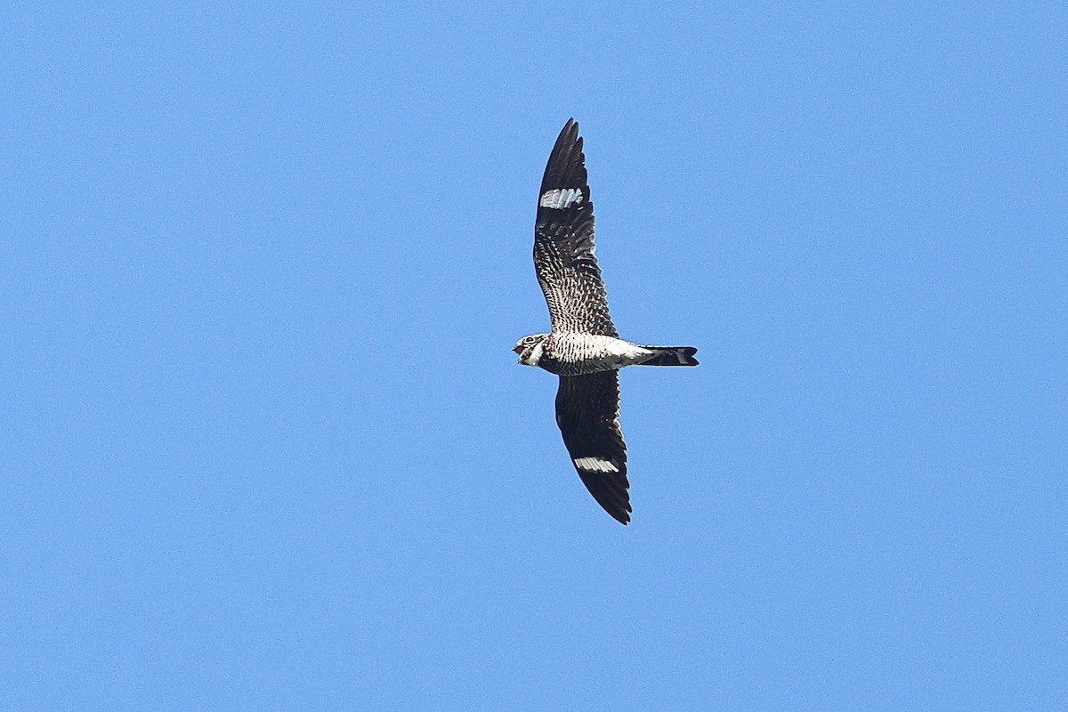 Common Nighthawk - ML638037162