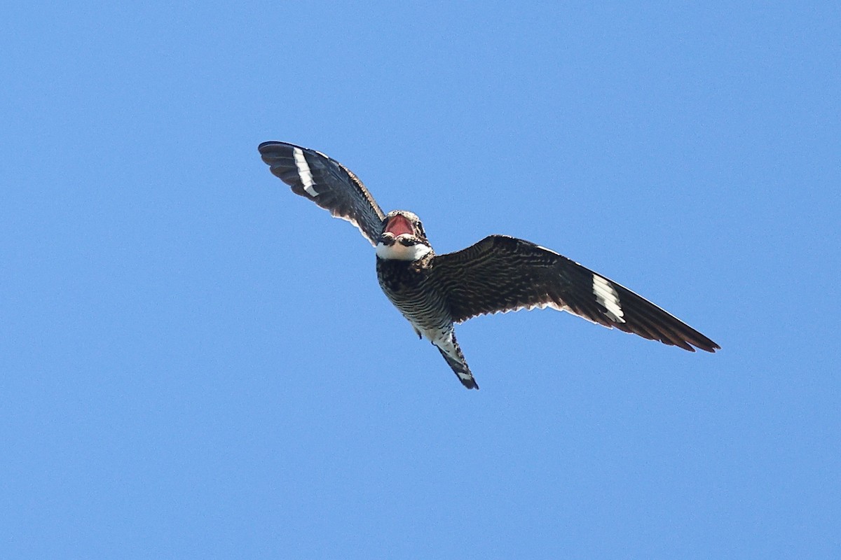 Common Nighthawk - ML638037163
