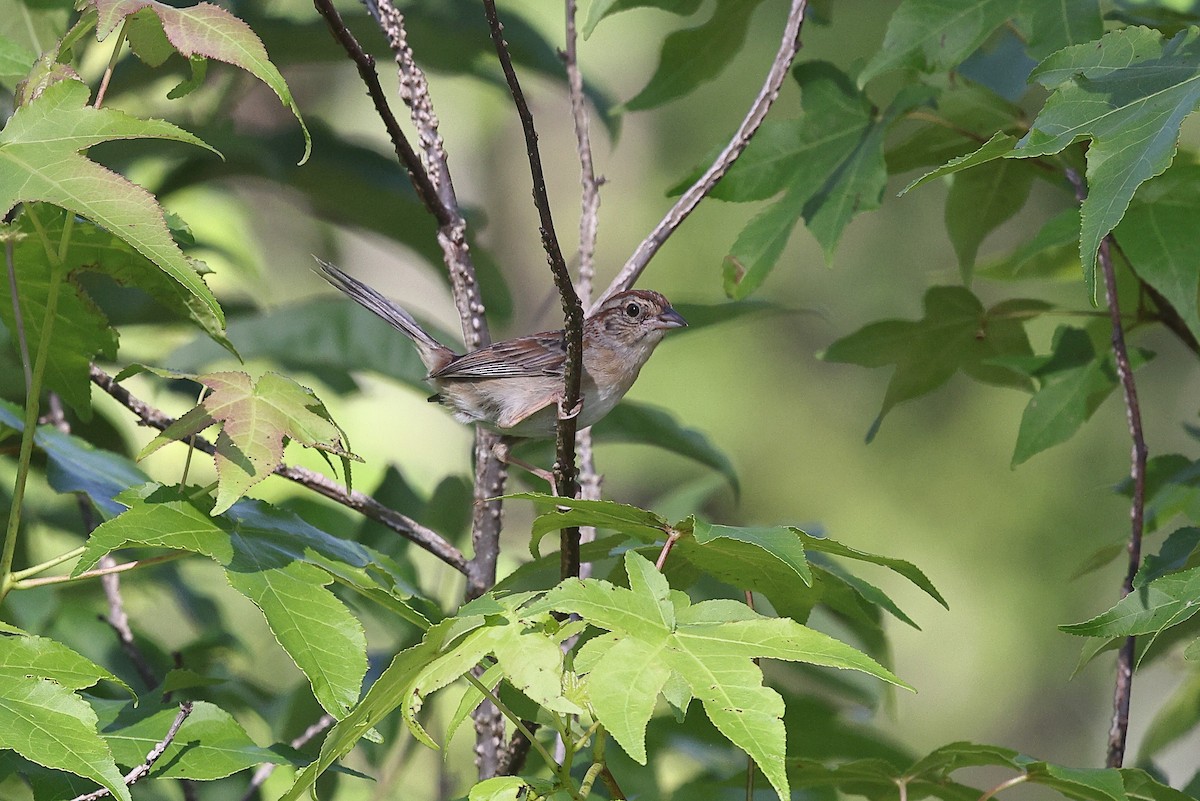 Bachman's Sparrow - ML638037167