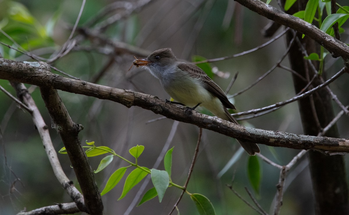Swainson's Flycatcher - ML638037225