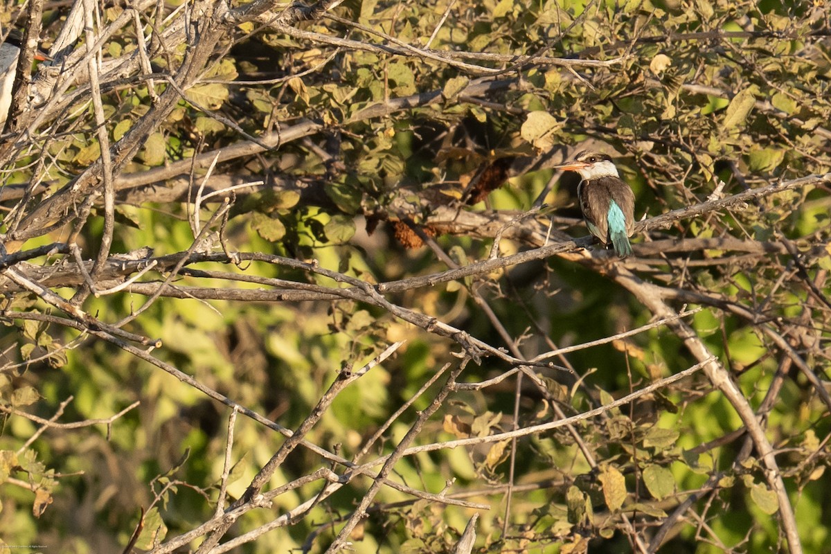 Striped Kingfisher - ML638037226