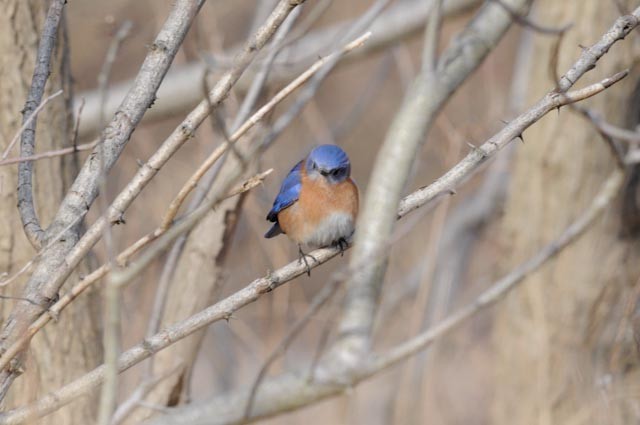 Eastern Bluebird - ML638037235