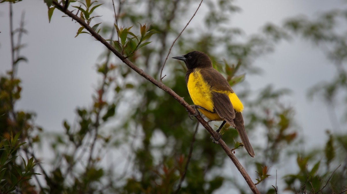 Yellow-rumped Marshbird - ML638037240