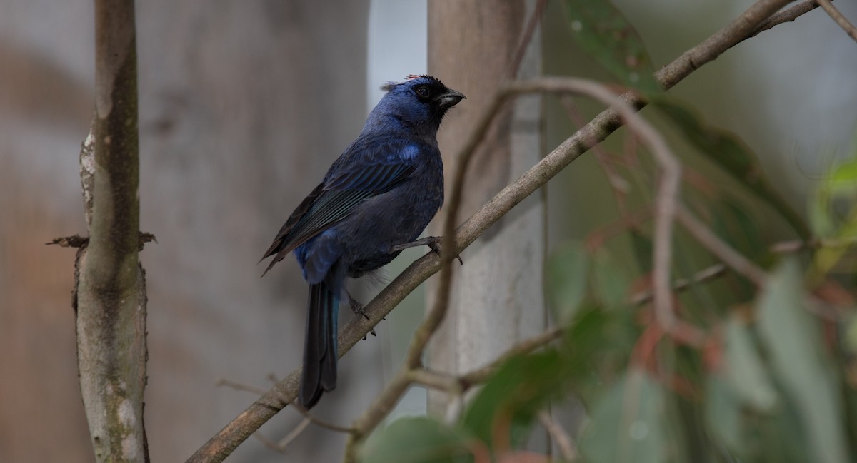 Diademed Tanager - ML638037246