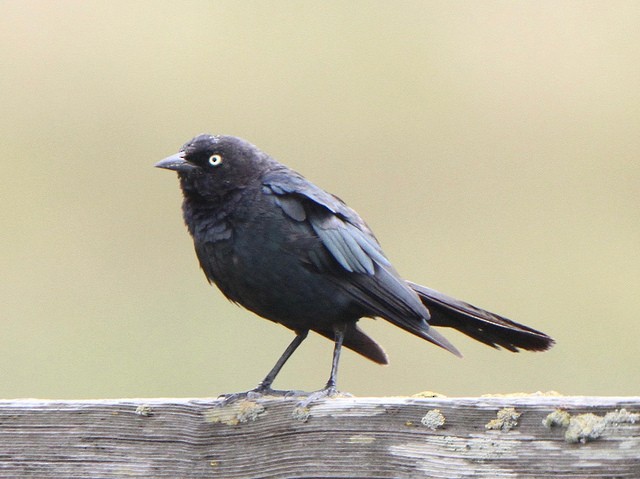 Brewer's Blackbird - ML63803731