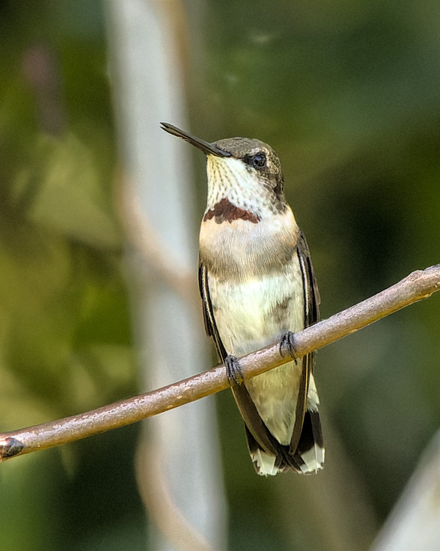 Ruby-throated Hummingbird - ML638037318