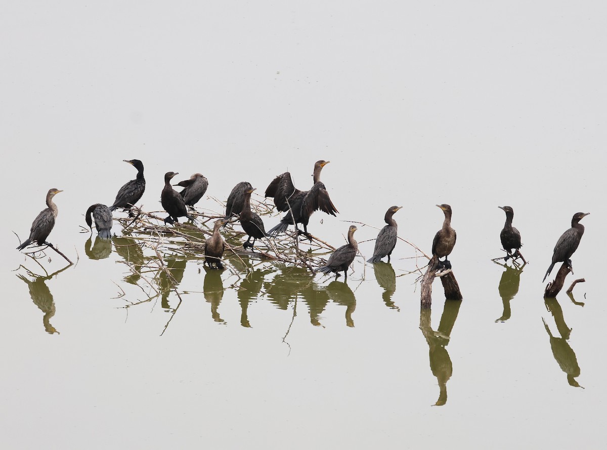 Neotropic Cormorant - ML638037330