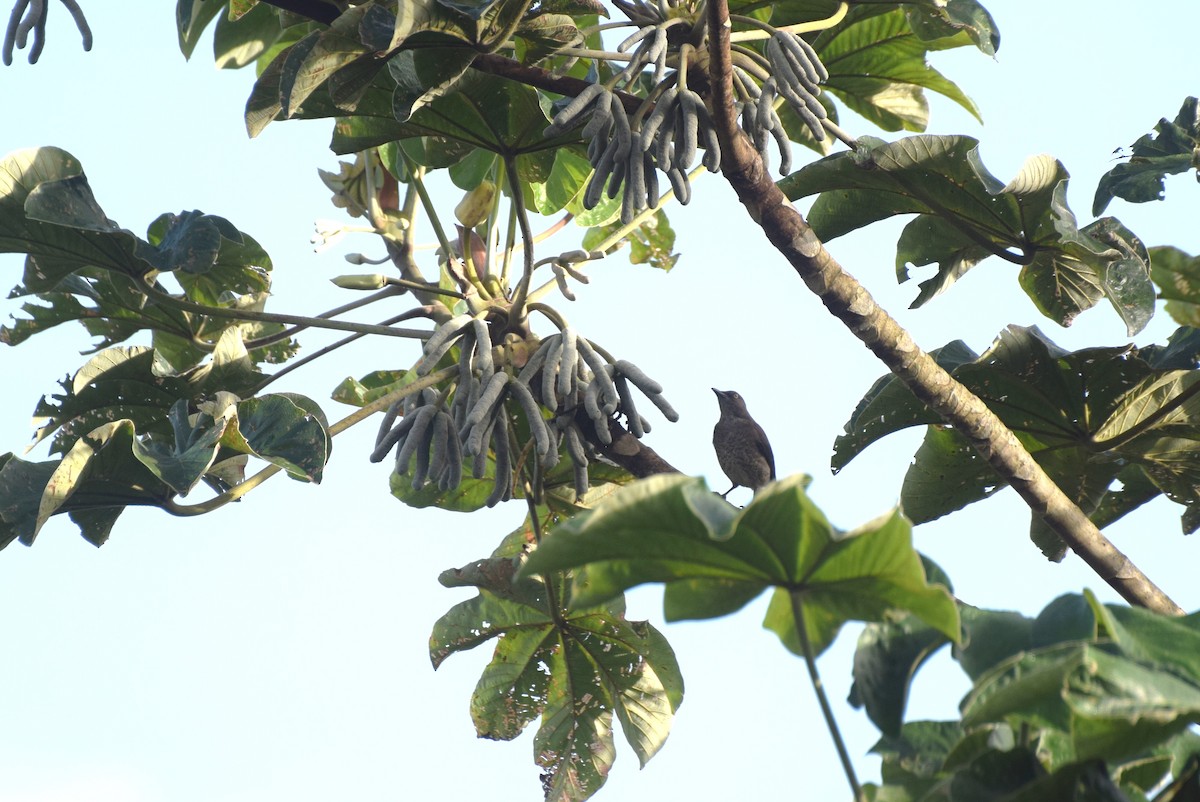 Scaly-breasted Thrasher - ML638037345