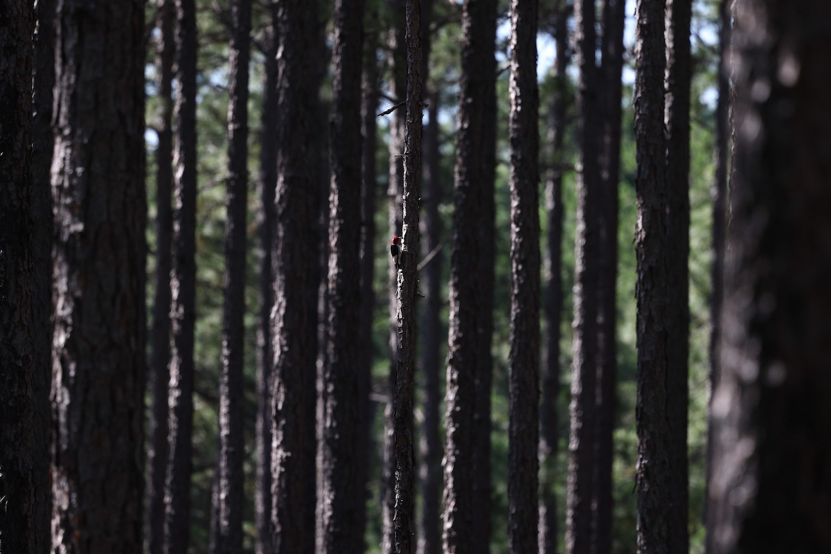 Red-headed Woodpecker - ML638037347