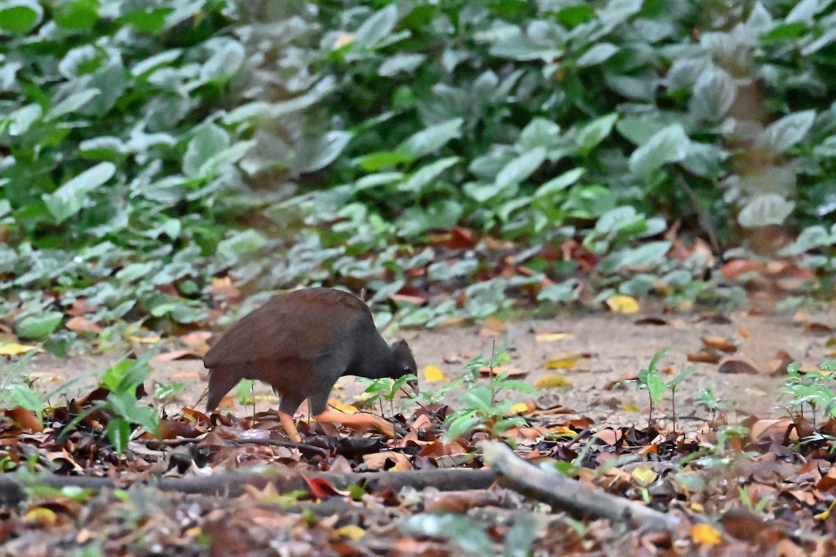 Orange-footed Megapode - ML638037393
