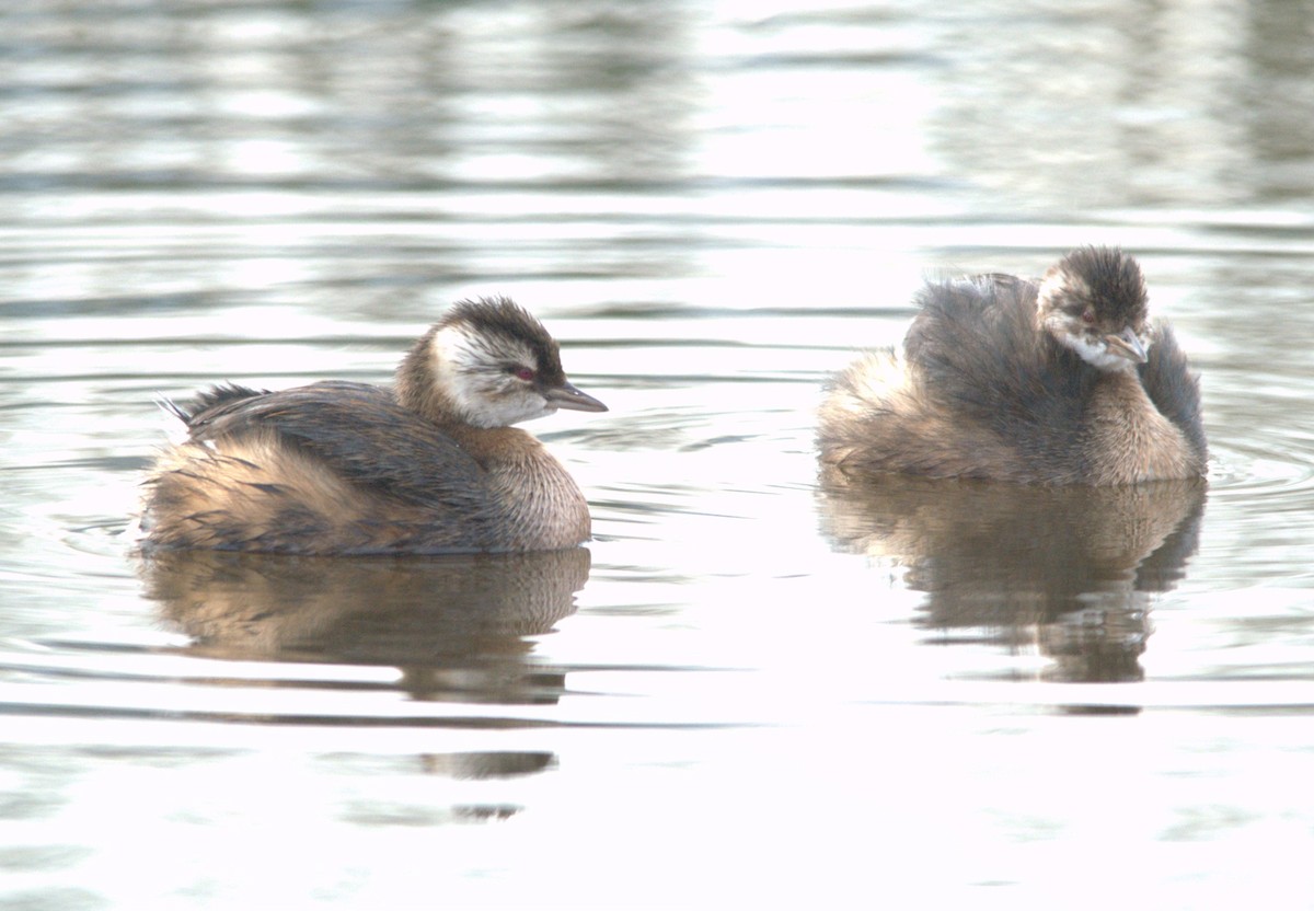 White-tufted Grebe - ML638037395