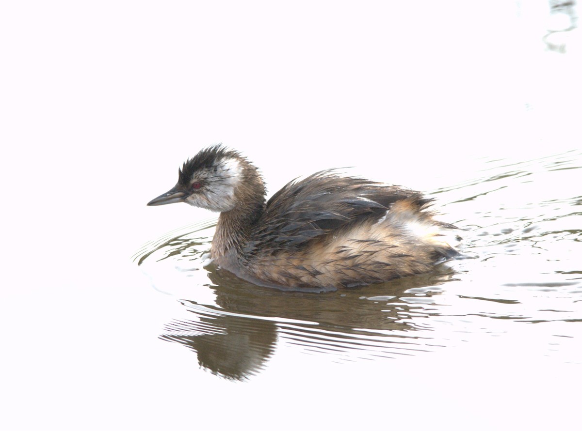 White-tufted Grebe - ML638037398