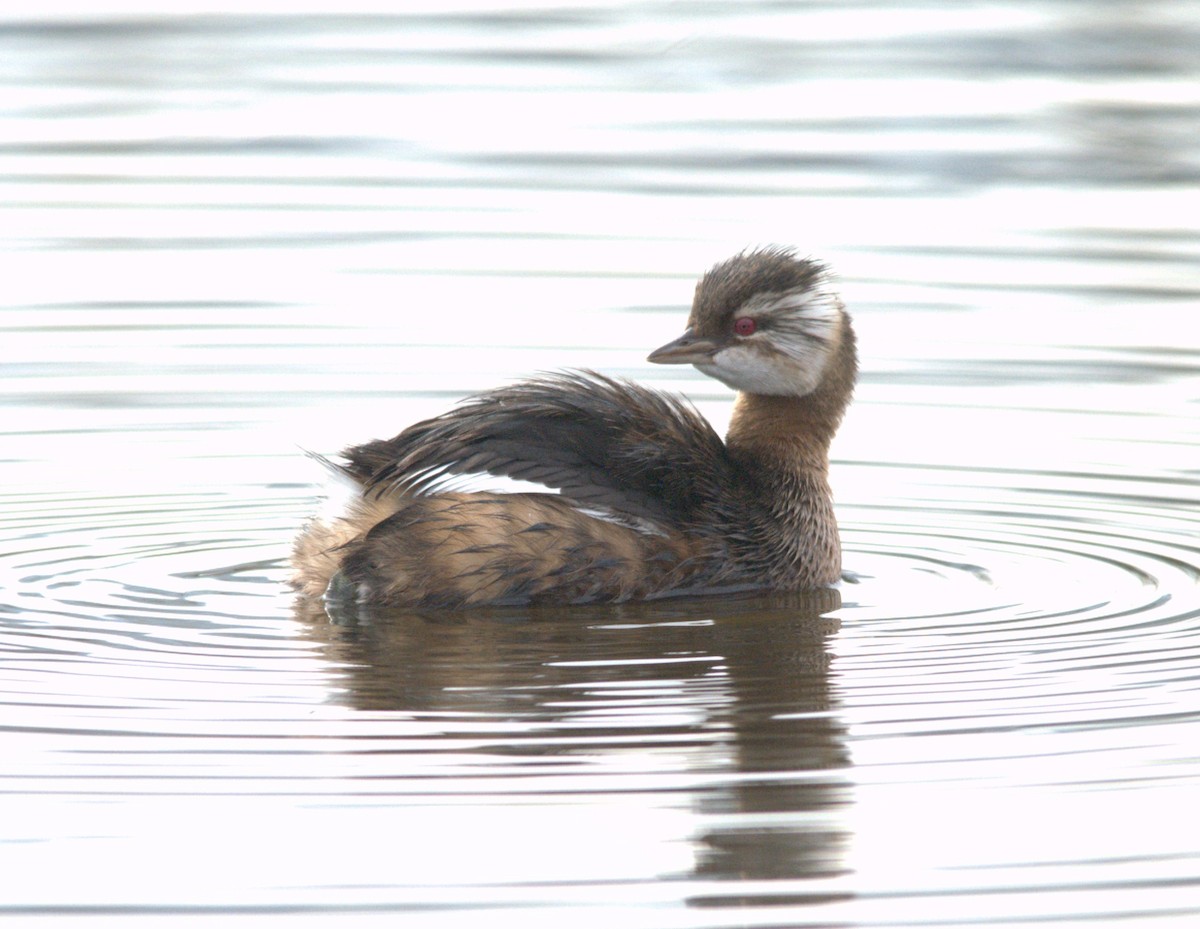 White-tufted Grebe - ML638037399