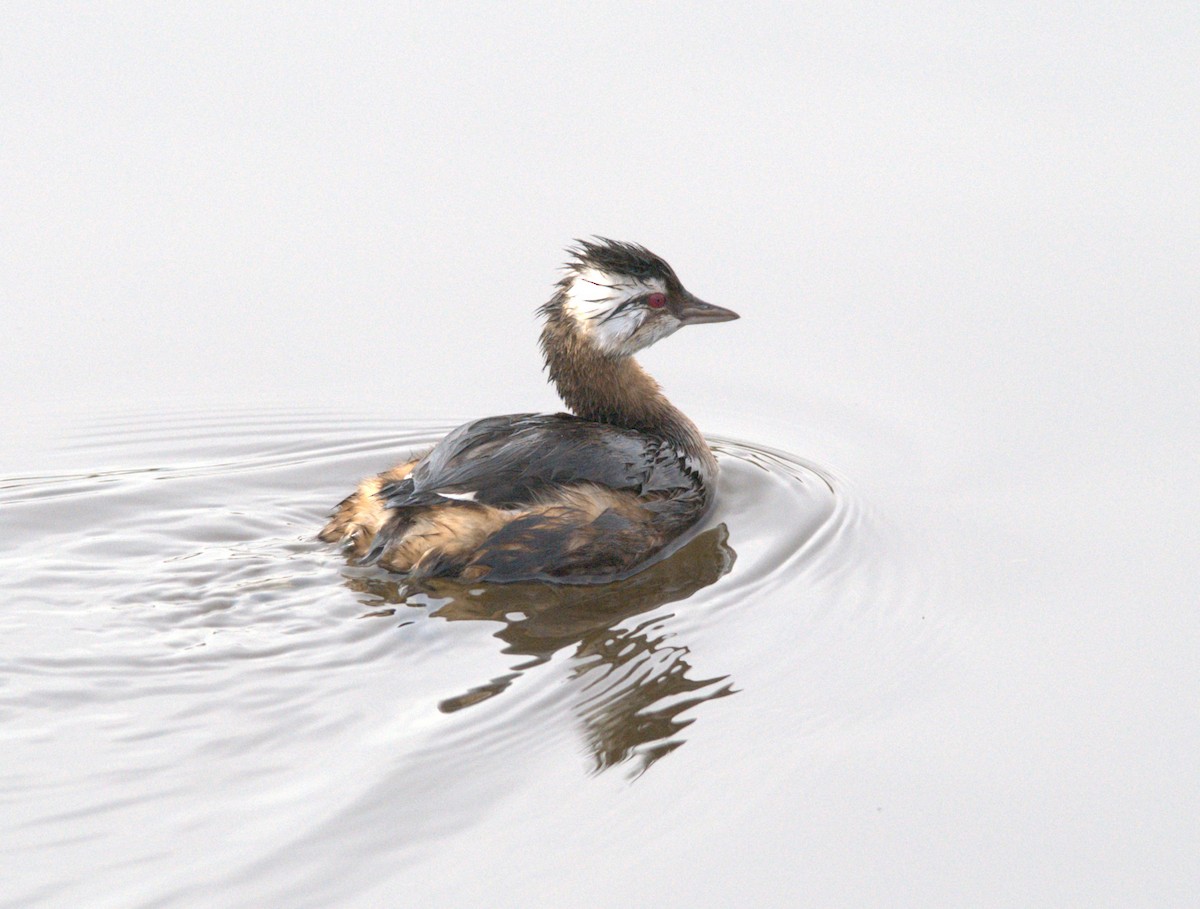 White-tufted Grebe - ML638037401