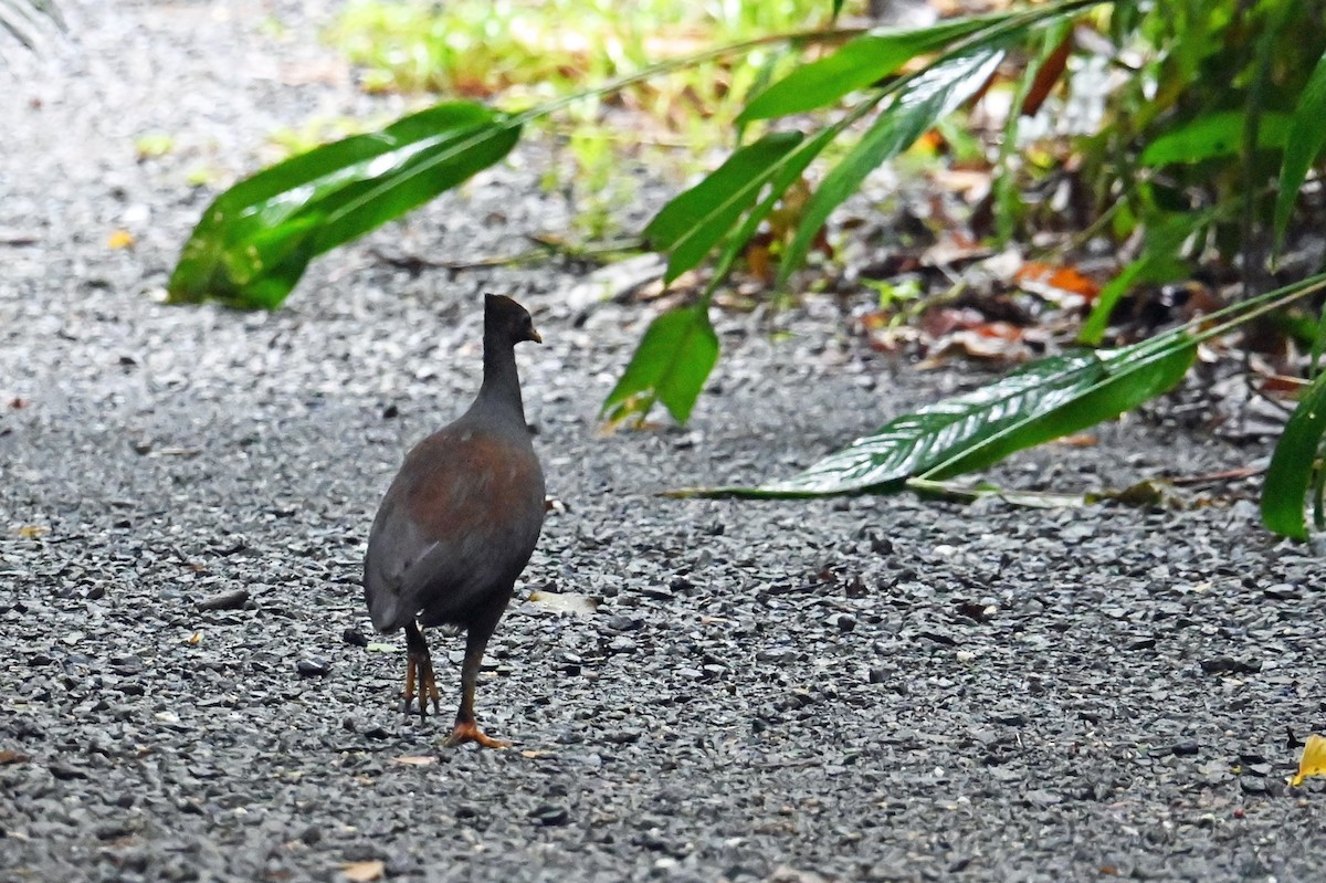 Orange-footed Megapode - ML638037422